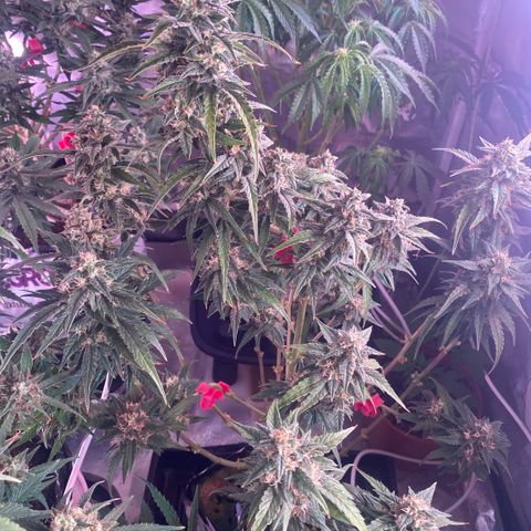 Super Boof XL Auto growlog timeline photo