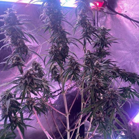 Super Boof XL Auto growlog timeline photo