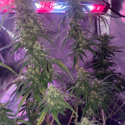 Super Boof XL Auto growlog timeline photo