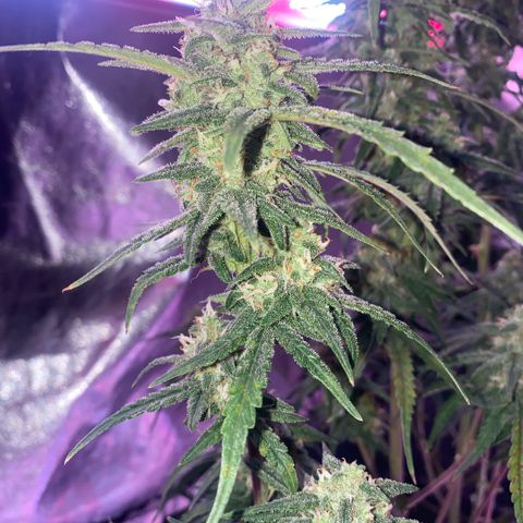 Super Boof XL Auto growlog timeline photo