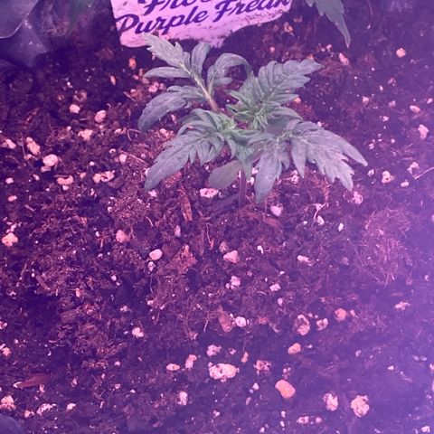 Frostys Little Freak growlog timeline photo