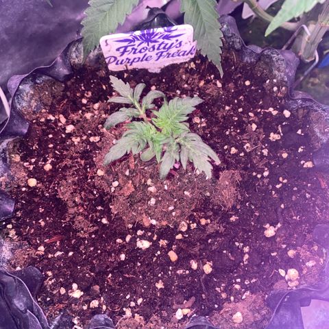 Frostys Little Freak growlog timeline photo