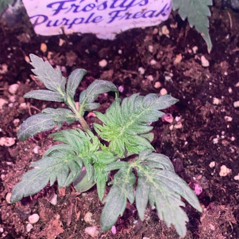 Frostys Little Freak growlog timeline photo