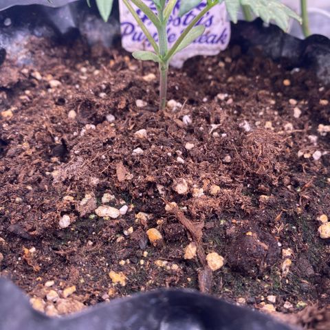 Frostys Little Freak growlog timeline photo