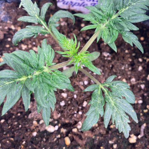 Frostys Little Freak growlog timeline photo