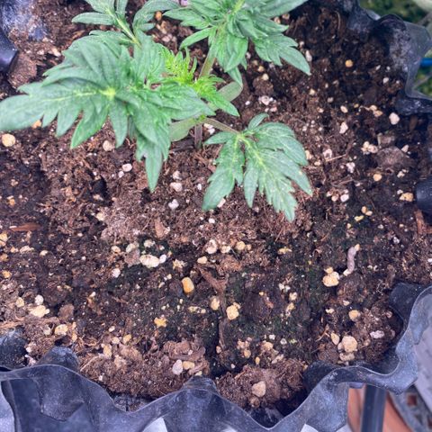 Frostys Little Freak growlog timeline photo