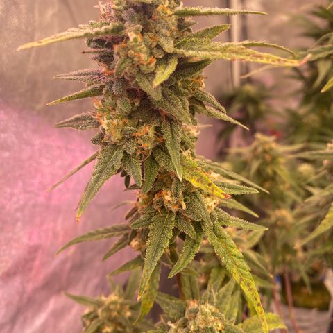Super Boof XL Auto growlog timeline photo