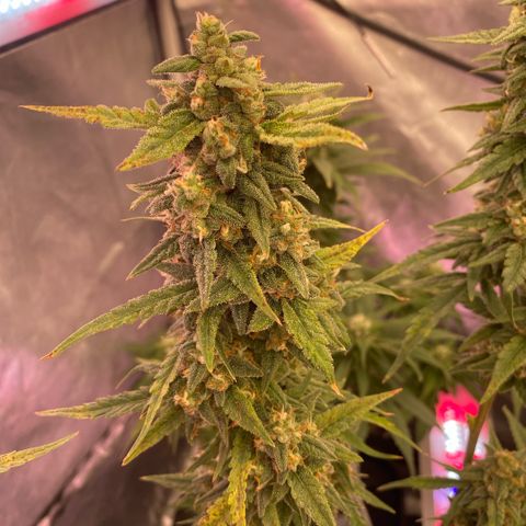 Super Boof XL Auto growlog timeline photo