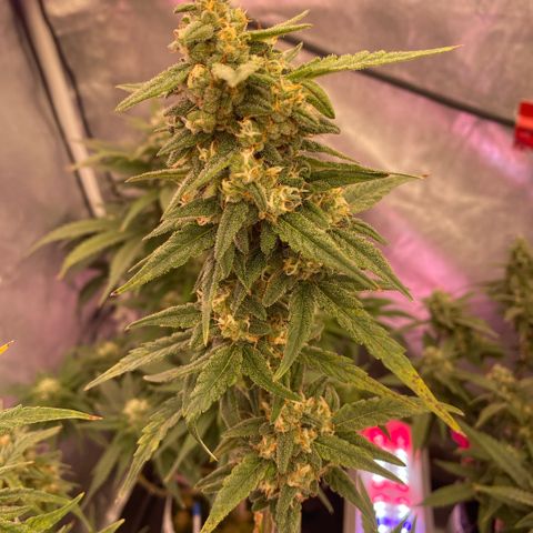 Super Boof XL Auto growlog timeline photo