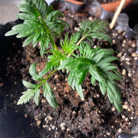 Frostys Little Freak growlog timeline photo