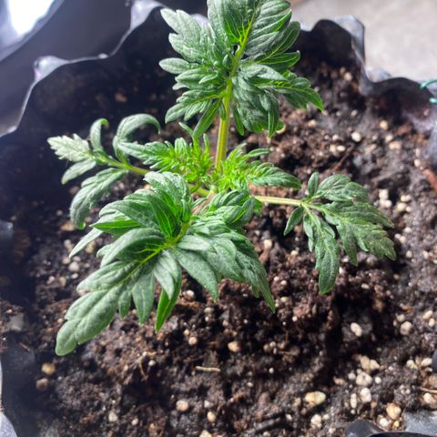 Frostys Little Freak growlog timeline photo