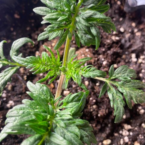 Frostys Little Freak growlog timeline photo