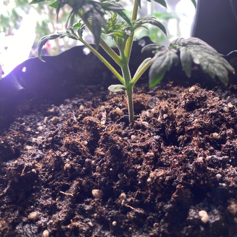 Frostys Little Freak growlog timeline photo