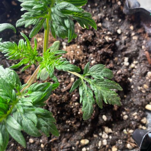 Frostys Little Freak growlog timeline photo