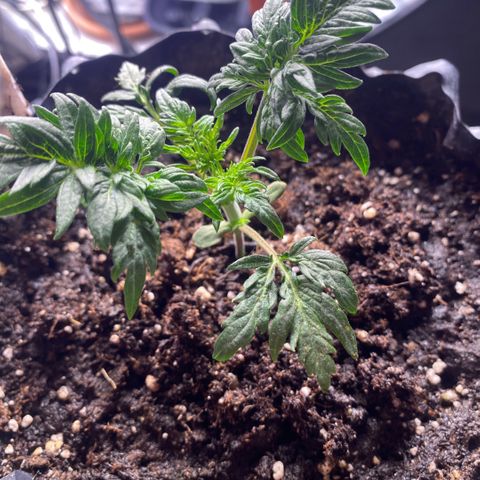 Frostys Little Freak growlog timeline photo