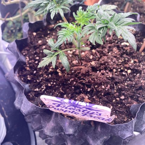Frostys Little Freak growlog timeline photo