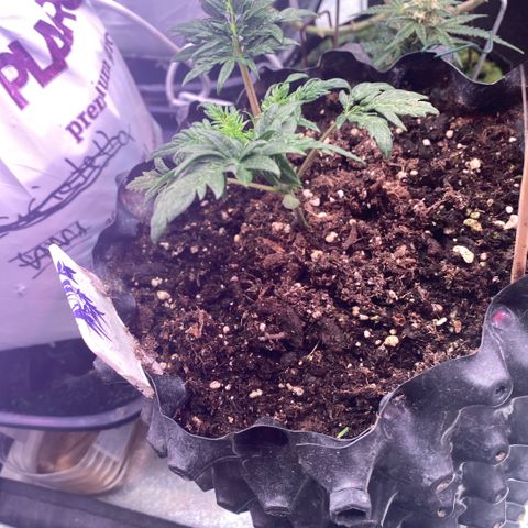 Frostys Little Freak growlog timeline photo