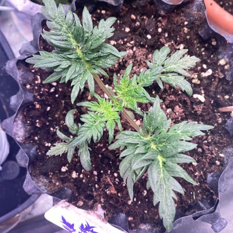 Frostys Little Freak growlog timeline photo