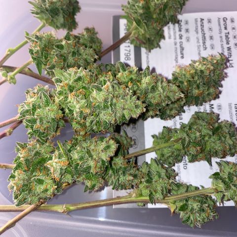 Super Boof XL Auto growlog timeline photo