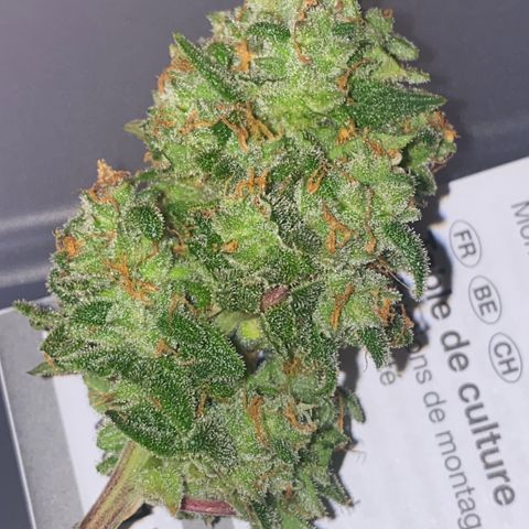 Super Boof XL Auto growlog timeline photo