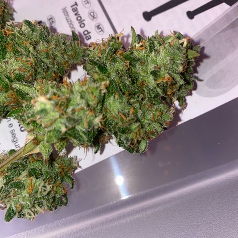 Super Boof XL Auto growlog timeline photo