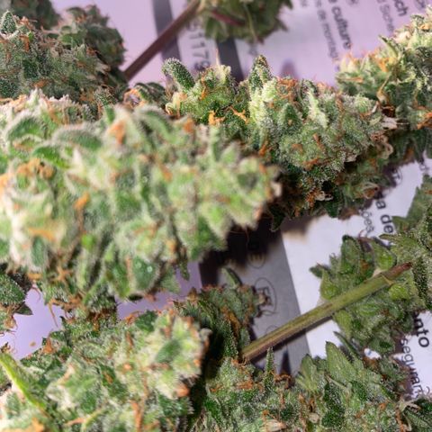 Super Boof XL Auto growlog timeline photo