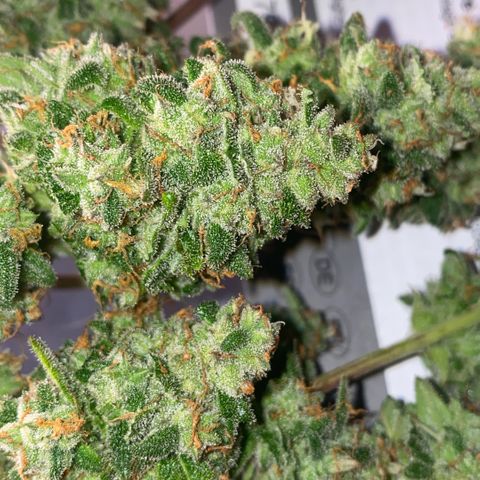 Super Boof XL Auto growlog timeline photo