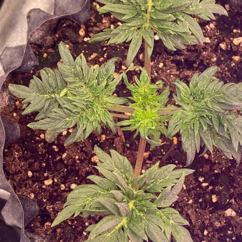 Frostys Little Freak growlog timeline photo