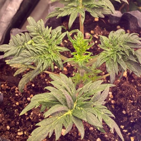 Frostys Little Freak growlog timeline photo