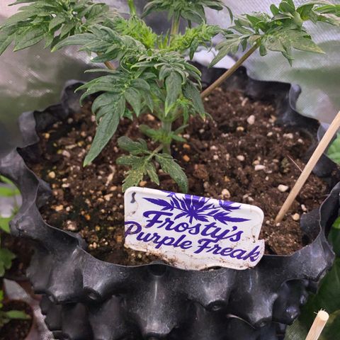Frostys Little Freak growlog timeline photo
