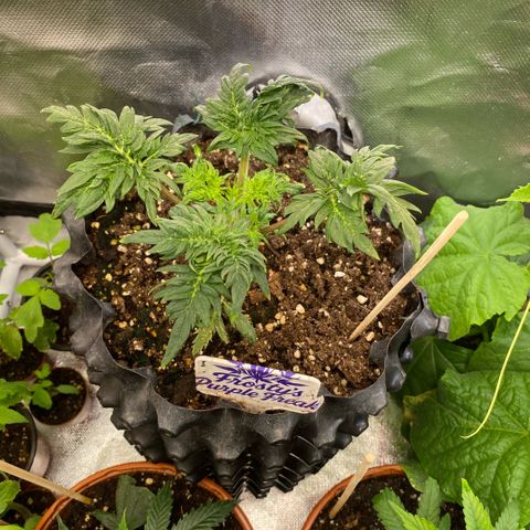 Frostys Little Freak growlog timeline photo