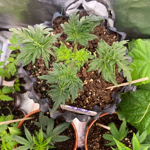 Frostys Little Freak growlog timeline photo