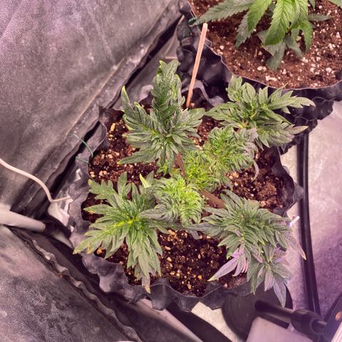 Frostys Little Freak growlog timeline photo
