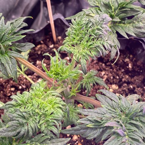 Frostys Little Freak growlog timeline photo