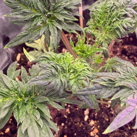 Frostys Little Freak growlog timeline photo