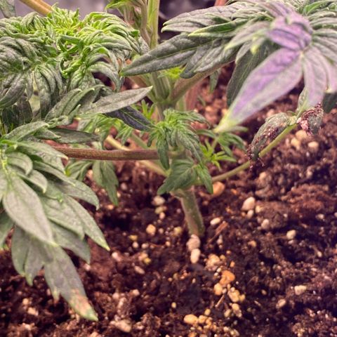 Frostys Little Freak growlog timeline photo