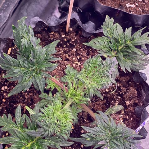 Frostys Little Freak growlog timeline photo