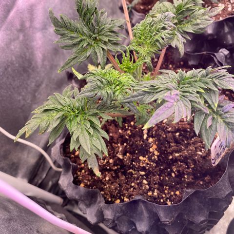 Frostys Little Freak growlog timeline photo