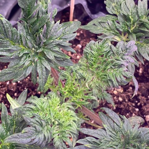 Frostys Little Freak growlog timeline photo