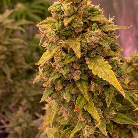 Super Boof XL Auto growlog timeline photo