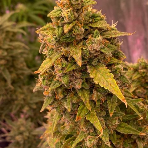 Super Boof XL Auto growlog timeline photo