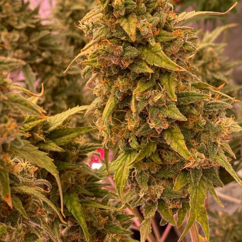 Super Boof XL Auto growlog timeline photo