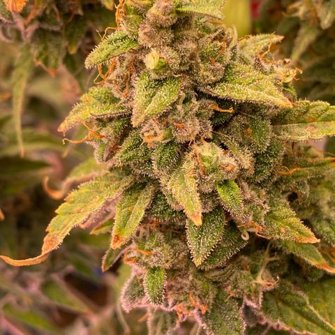 Super Boof XL Auto growlog timeline photo