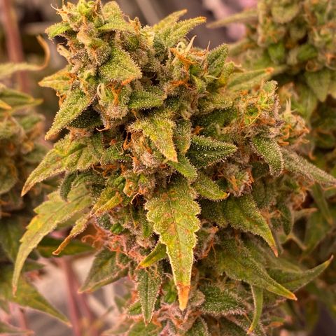 Super Boof XL Auto growlog timeline photo