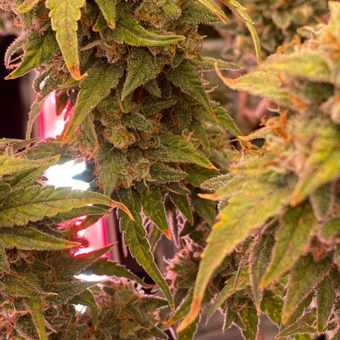 Super Boof XL Auto growlog timeline photo