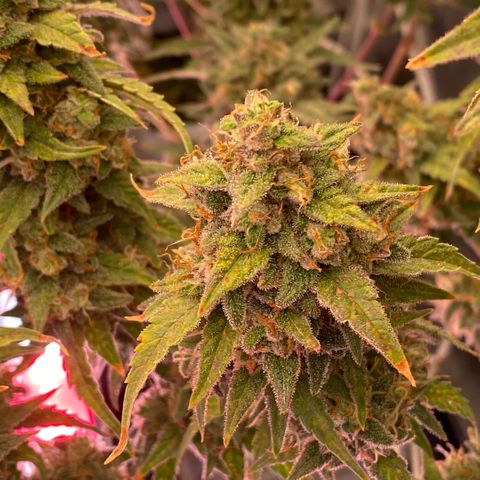 Super Boof XL Auto growlog timeline photo