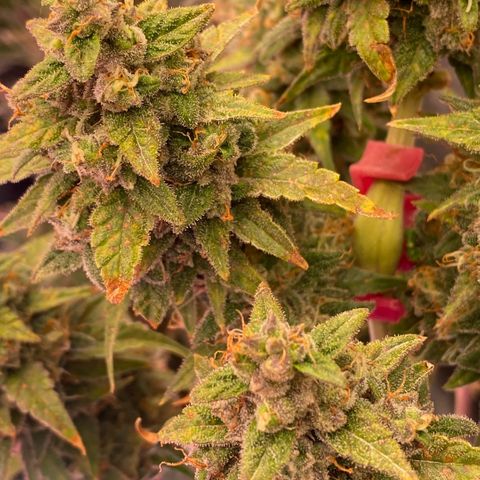 Super Boof XL Auto growlog timeline photo