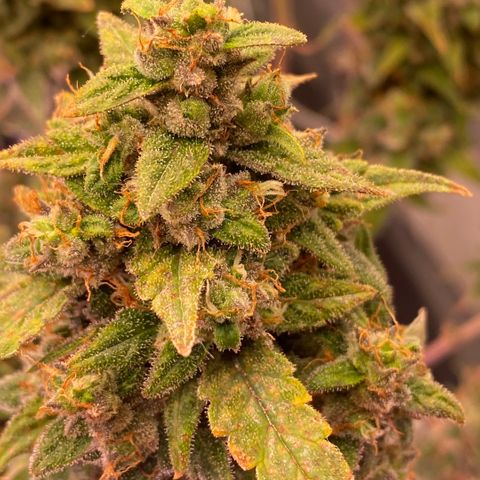 Super Boof XL Auto growlog timeline photo