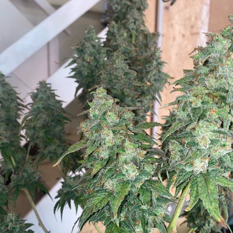 Super Boof XL Auto  growlog timeline photo