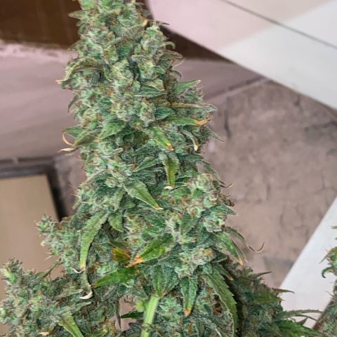 Super Boof XL Auto  growlog timeline photo